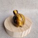 Oeil de tigre - tortue