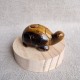 Oeil de tigre - tortue