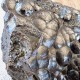 Hématite mamelonnée, botryoide, Taouz , Province Errachidia, Maroc