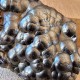 Hématite mamelonnée, botryoide, Taouz , Province Errachidia, Maroc