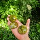 Opale verte - galet