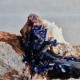 Azurite - Cristal sur gangue - Maroc