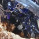 Azurite - Cristal sur gangue - Maroc