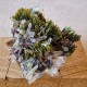 Épidote, Quartz et Axinite - Lima, Pérou