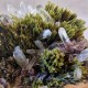 Épidote, Quartz et Axinite - Lima, Pérou