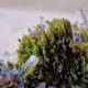 Épidote, Quartz et Axinite - Lima, Pérou