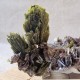 Épidote, Axinite et Quartz - Lima, Pérou
