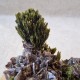 Épidote, Axinite et Quartz - Lima, Pérou