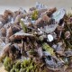 Épidote, Axinite et Quartz - Lima, Pérou