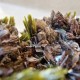 Épidote, Axinite et Quartz - Lima, Pérou