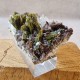 Épidote, Quartz et Axinite - Lima, Pérou