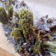 Épidote, Quartz et Axinite - Lima, Pérou