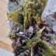 Épidote, Quartz et Axinite - Lima, Pérou