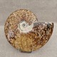 Ammonite Cleoniceras polie