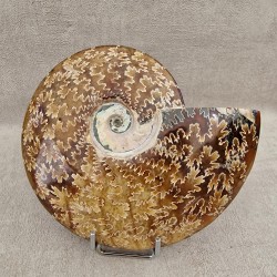 Ammonite Cleoniceras polie