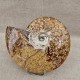 Ammonite Cleoniceras polie