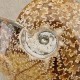 Ammonite Cleoniceras polie