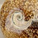 Ammonite Cleoniceras polie