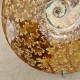 Ammonite Cleoniceras polie