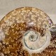 Ammonite Cleoniceras polie