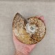 Ammonite Cleoniceras polie