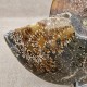 Ammonite Cleoniceras polie