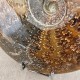 Ammonite Cleoniceras polie