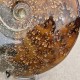 Ammonite Cleoniceras polie