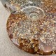 Ammonite Cleoniceras polie