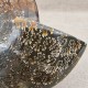 Ammonite Cleoniceras polie