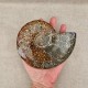Ammonite Cleoniceras polie