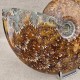 Ammonite Cleoniceras polie