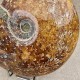 Ammonite Cleoniceras polie