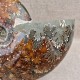 Ammonite Cleoniceras polie