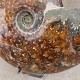 Ammonite Cleoniceras polie