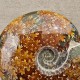 Ammonite Cleoniceras polie