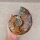 Ammonite Cleoniceras polie