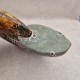Ammonite Cleoniceras polie