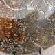 Ammonite Cleoniceras polie