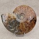 Ammonite Cleoniceras polie