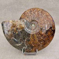 Ammonite Cleoniceras polie
