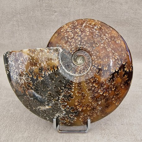 Ammonite Cleoniceras polie
