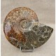 Ammonite Cleoniceras polie