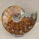 Ammonite Cleoniceras polie