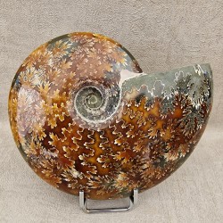 Ammonite Cleoniceras polie