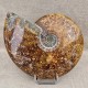 Ammonite Cleoniceras polie