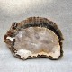 Bois Fossile - Tranche