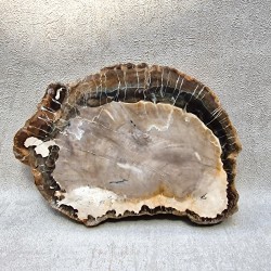 Bois Fossile - Tranche