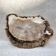 Bois Fossile - Tranche