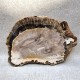 Bois Fossile - Tranche